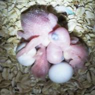 طوطی و مرغ عشق سرلاکی