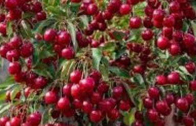 فروش زمین وباغ گیلاس 5000 متر در خیابان هراز (نوسر)
