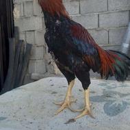 خروس لاری تاجمهر