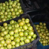 فروش آلوچه ( گوجه سبز)