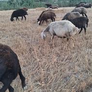 میش گوشتی کشتاری
