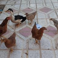 جوجه مرغ محلی