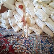 جوجه خروس لاری معاوضه با انگشتر