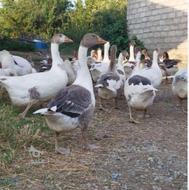 غاز محلی خوش طعم و پر گوشت با وزن بالا