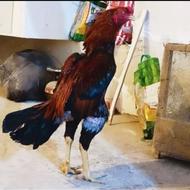 خروس لاری...