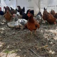 مرغ محلی تخمگذار