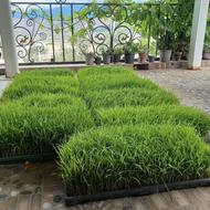نشای برنج هاشمی