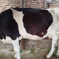 گاو گوساله سیمینتال گوشتی