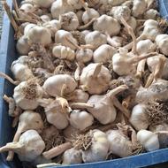 سیر سفید تمیز خشک