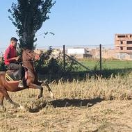 مادیان درجه یک شجره خوب 4 سال