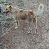 واگذاری سگ سرابی