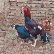 خروس لاری ترک افغان