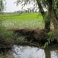 برای اندک سرمایه شما ملک داریم زمین خونه باغ شالیزار مغازه