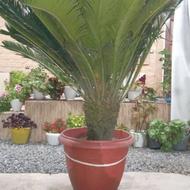 گل سیب درختی-گل کاکتوس صخره ای-گل کاکتوس بلند-گل یوکا-سیکاس