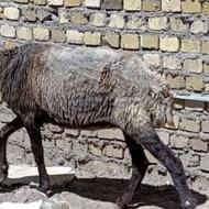 گوسفند جوان 50 کیلوی
