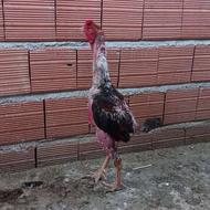 خروس لاری قرمز