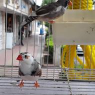 یک جفت فنچ مولد