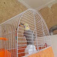 عروس هلندی نر