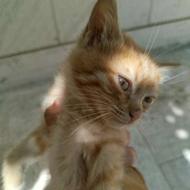 گربه نژاد dsh چشم آبی نارنجی