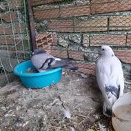 کبوتر ماده مسافتی ونر پرشی با جوجه