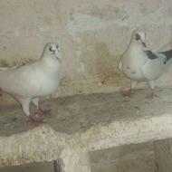 کبوتر جوگویرخ