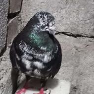 فروش کبوتر سوسکی ماده