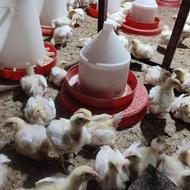جوجه گوشتی 21روزه گوشتی به شرط 3کیلو