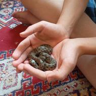 مار چلیپر غیر سمی