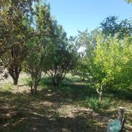 باغ وزمین درمزرعه امین(خود)نصراباد