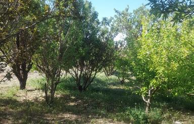 باغ وزمین درمزرعه امین(خود)نصراباد