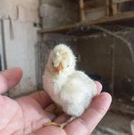 مرغ لاری و جوجه زینتی