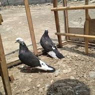 کبوتر تکپر جوانه