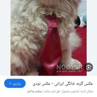 گربه نژاد دارپرشین