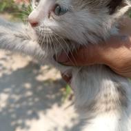 بچه گربه خونگی