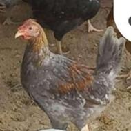 مرغ و خروس محلی