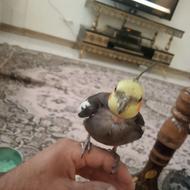 عروس هلندی توی لک