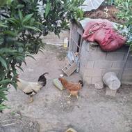 مرغ و خروس و غاز و اردک