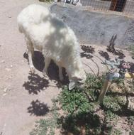 فروش یک راس بره نر ( قوچ)