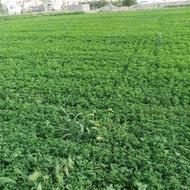 فروش یونجه کاشت امسال
