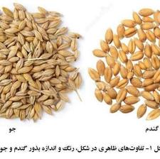 گندم اوبا و جو محلی هردو کیلویی 50 هزار تومان
