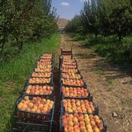 اجاره باغ میوه هلو زعفرانی شلیل وشابلون
