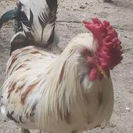 فروش دو تا خروس گلین