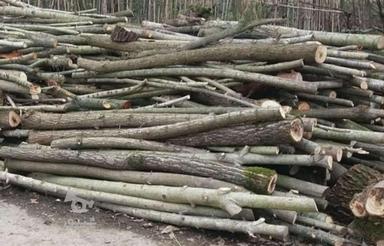 خریدار چوب باغی وجنگلی وصنوبر.