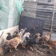 جوجه مرغ محلی