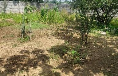 فروش زمین مسکونی 280 متری ابتدای امیرکلا