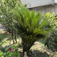گل سیکاس بزرگ و متوسط