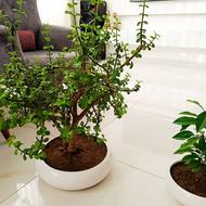 فروش درختچه بنسای و درخت پرتغال خونی