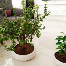 فروش درختچه بنسای و درخت پرتغال خونی