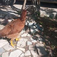 مرغ لاری تخمگذار