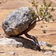 رسیدگی به باغ